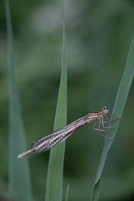 Gemeine Winterlibelle