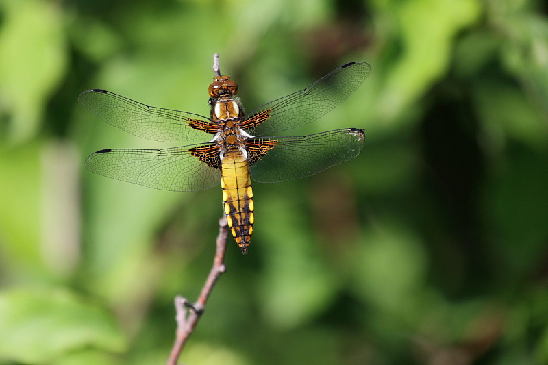Blattbauchlibelle weiblich