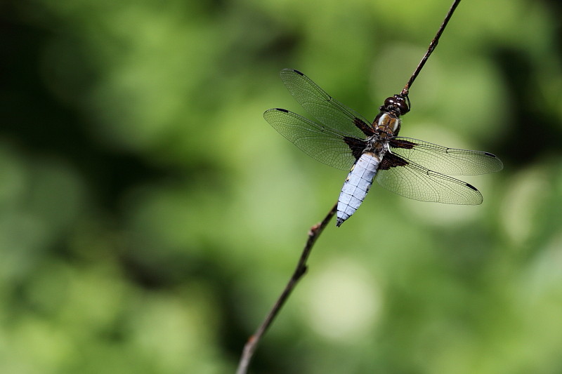 Blattbauchlibelle männlich