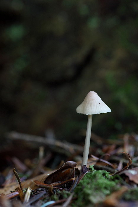 Schirmchenschwammerl