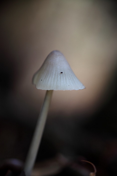 Schirmchenschwammerl