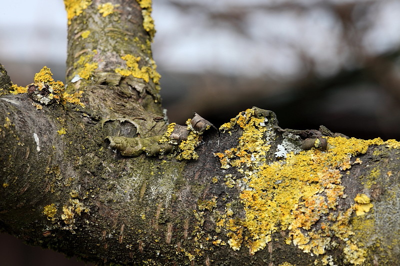 Gelbflechte