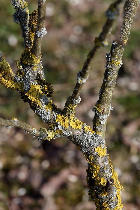 Gelbflechte und Caperatflechte