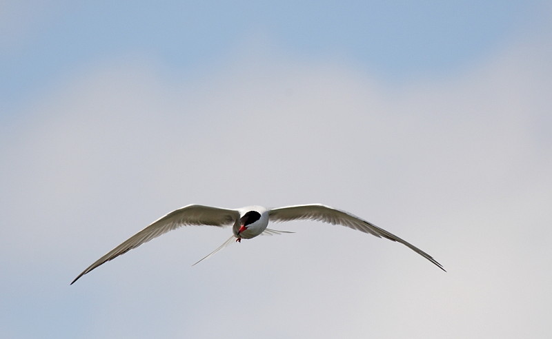 Flussseeschwalbe Bild 2