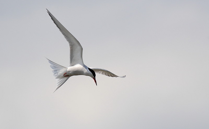 Flussseeschwalbe Bild 3