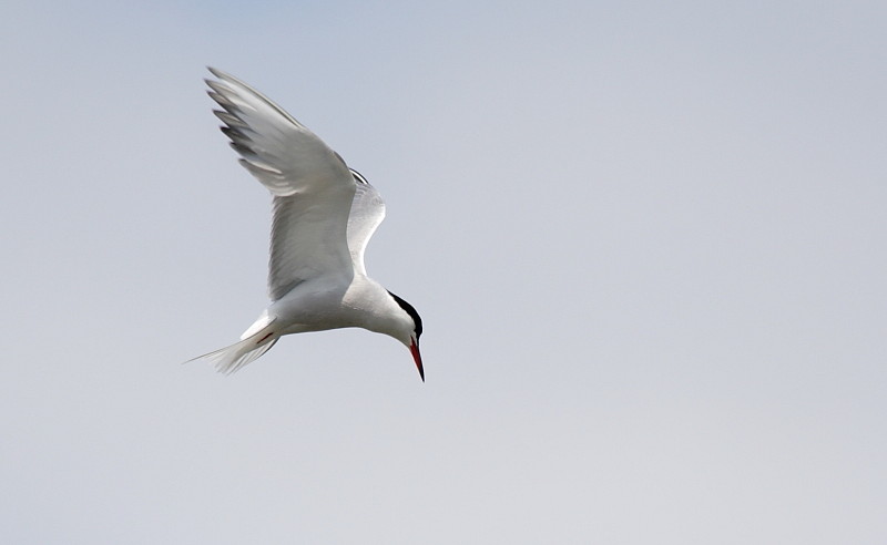 Flussseeschwalbe Bild 4