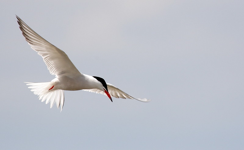 Flussseeschwalbe Bild 6