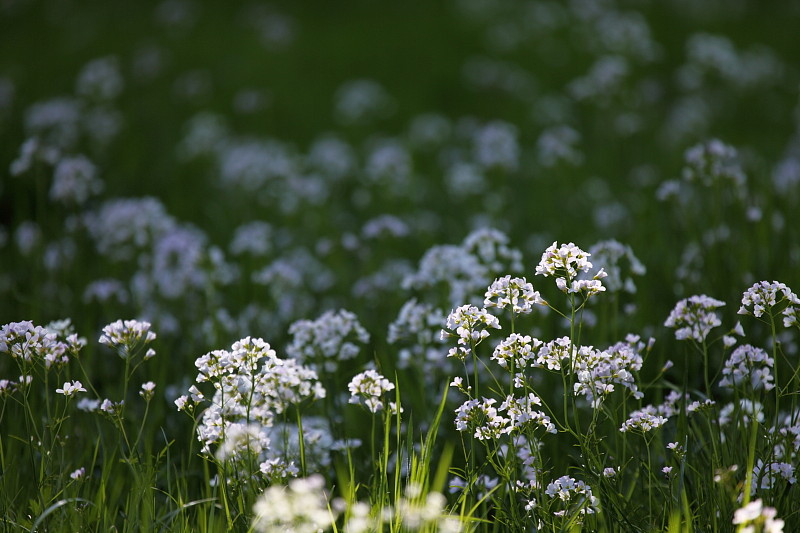 Wiesenschaumkraut-Serie Bild 1