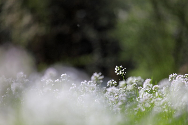 Wiesenschaumkraut-Serie Bild 3