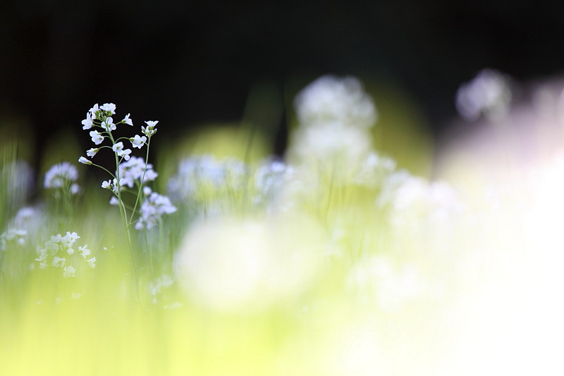 Wiesenschaumkraut-Serie Bild 4