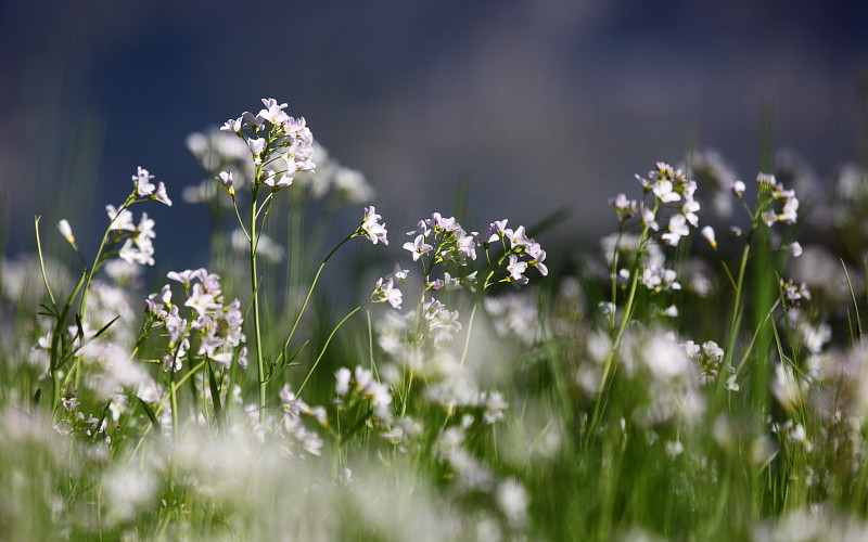 Wiesenschaumkraut-Serie Bild 6