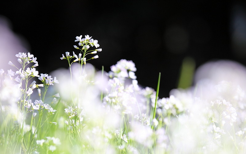 Wiesenschaumkraut-Serie Bild 8