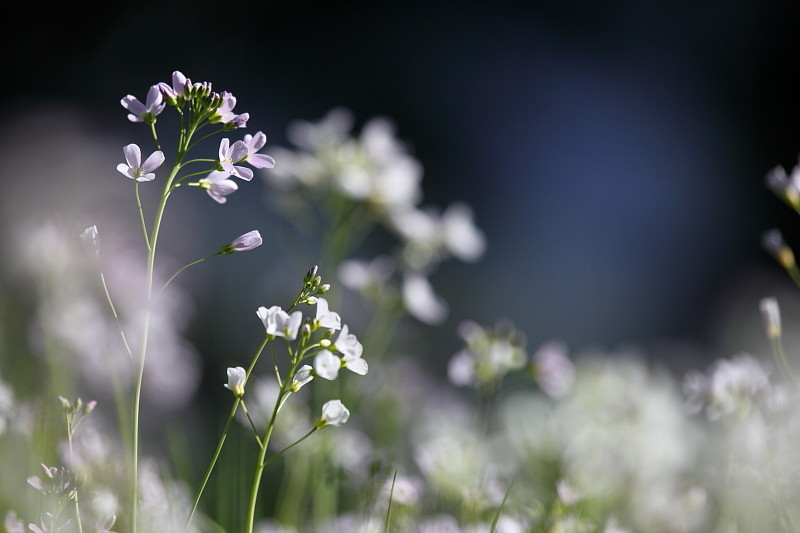 Wiesenschaumkraut-Serie Bild 10