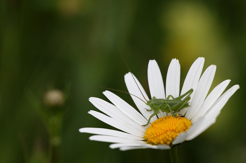 Grünes Heupferd auf Margerite
