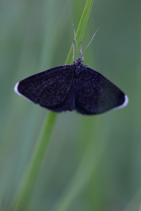 Schwarzspanner Oberseite