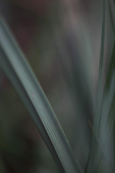 Grüne Galerie Bild 4