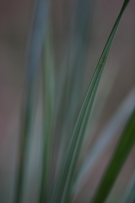 Grüne Galerie Bild 5