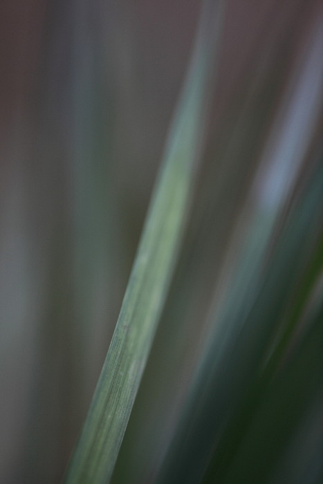 Grüne Galerie Bild 6