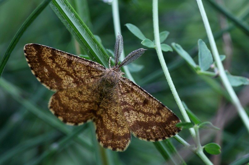Heidekrautspanner männlich