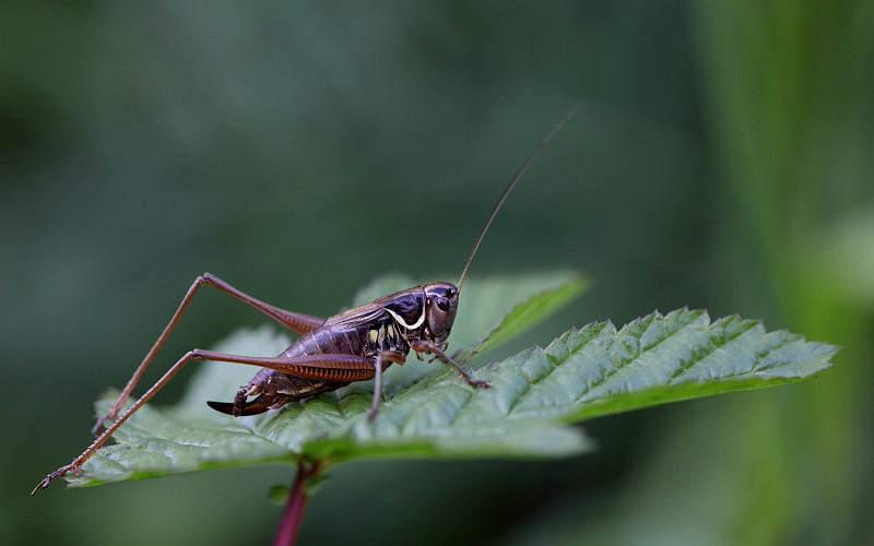 Rösels Beissschrecke