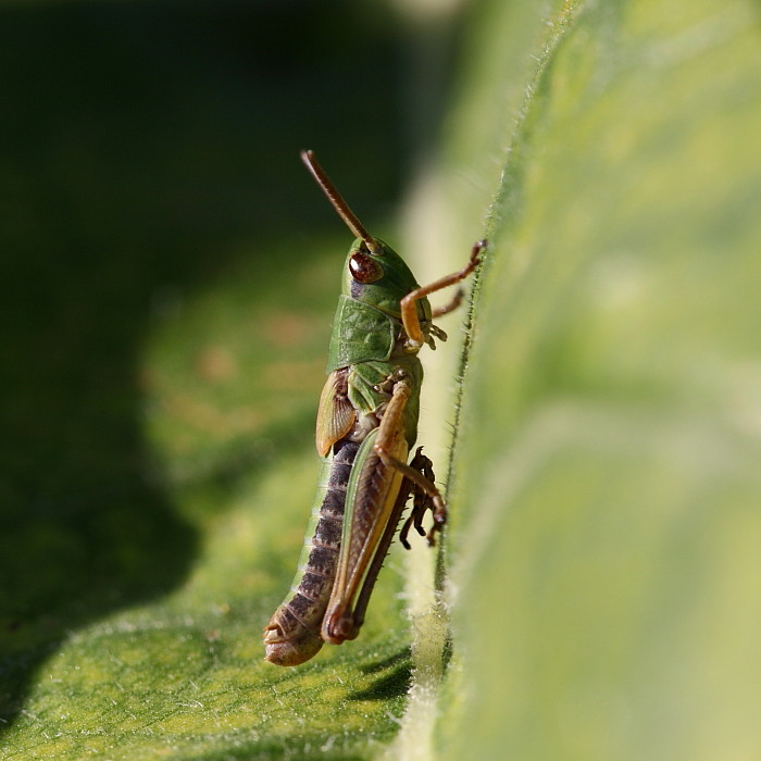 Gemeiner Grashüpfer
