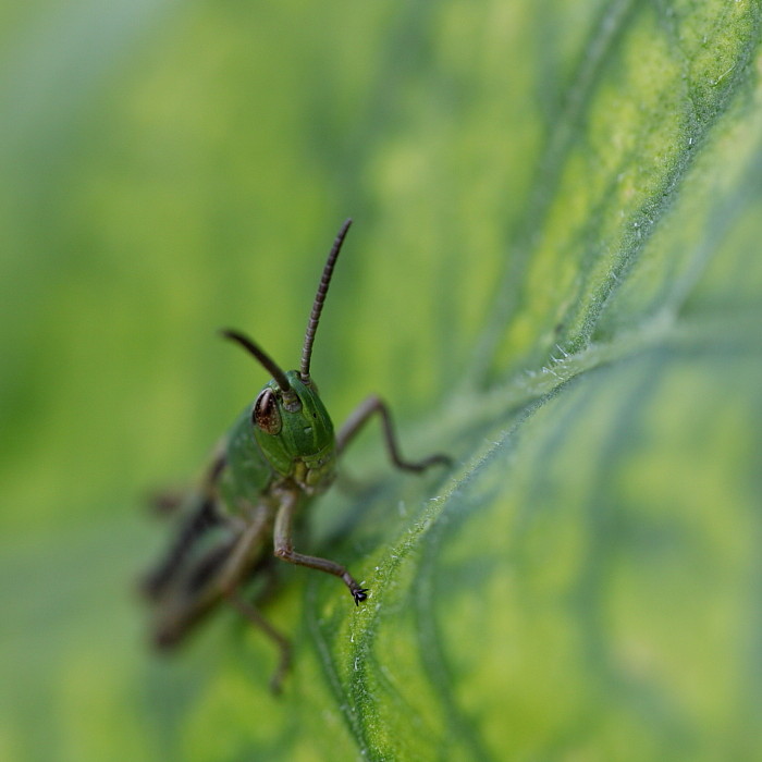 Gemeiner Grashüpfer