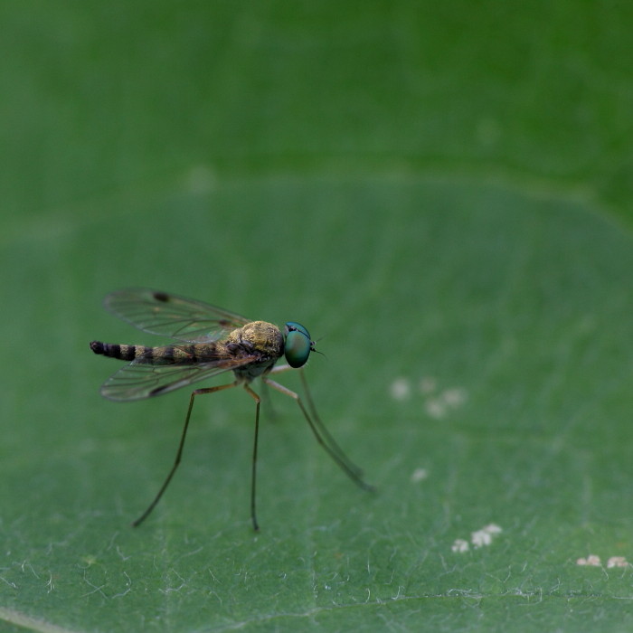 Langbeinige Fliege