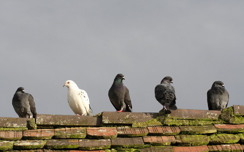 Tauben-Serie Bild 8