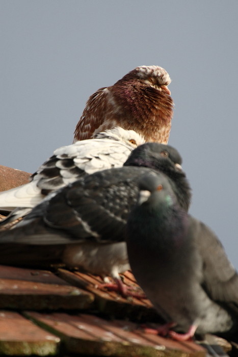 Tauben-Serie Bild 11