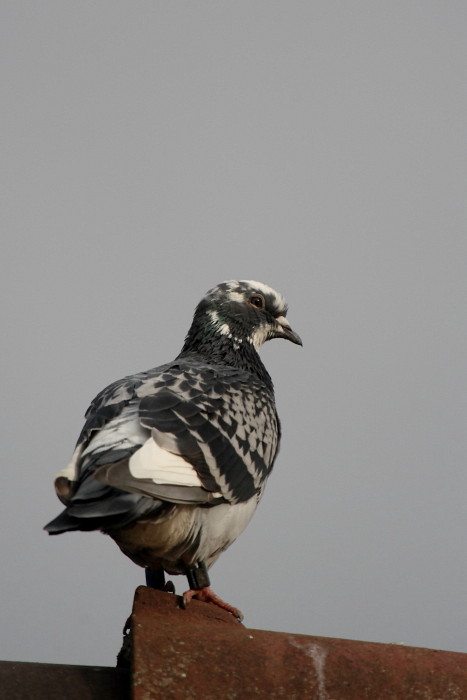 Tauben-Serie Bild 15