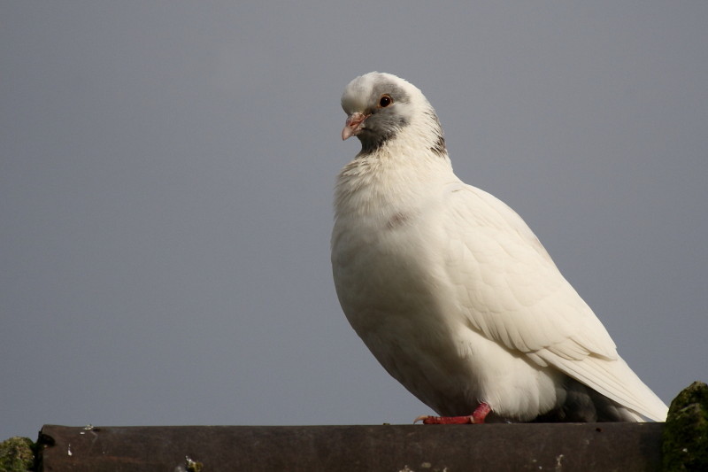 Tauben-Serie Bild 16