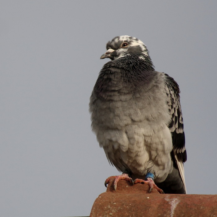 Tauben-Serie Bild 17