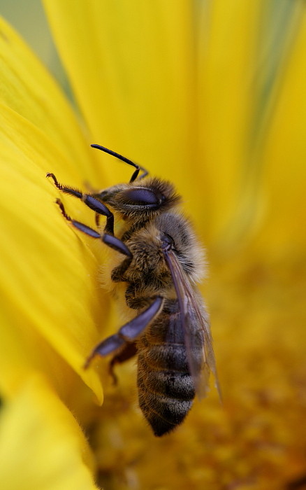 Biene in der Sonnenblume