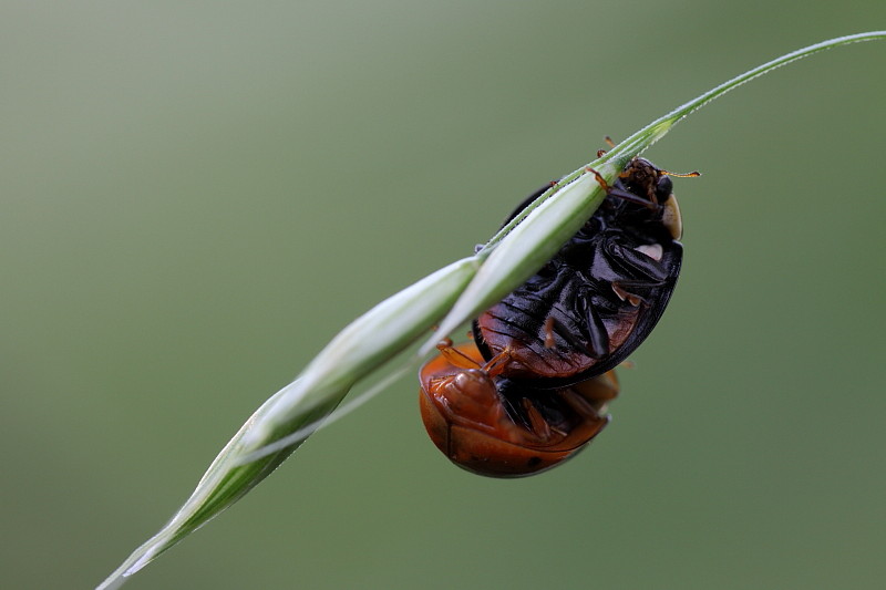 Marienkäfer-Paarung