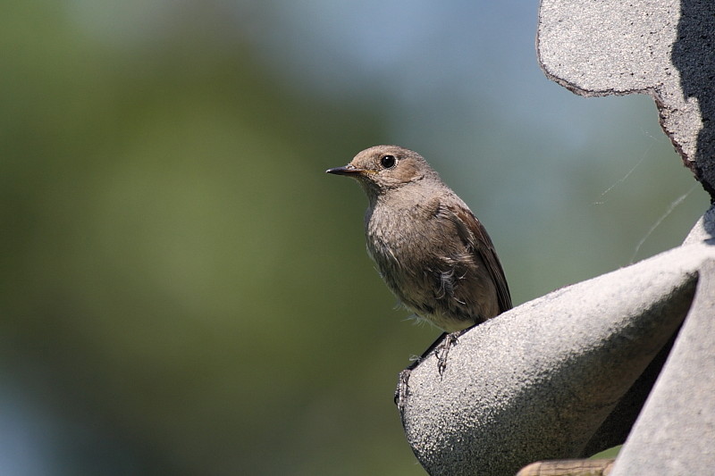 Gartenrotschwanz weiblich Bild 3