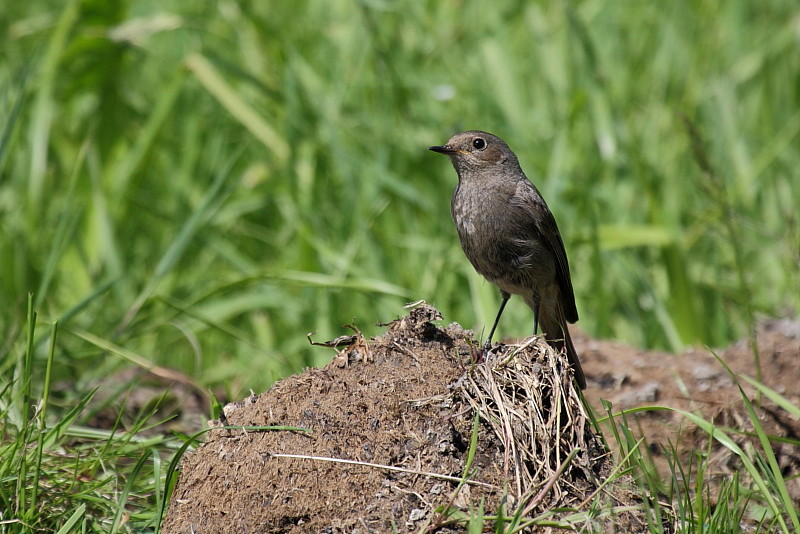 Gartenrotschwanz weiblich Bild 4