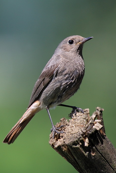 Gartenrotschwanz weiblich Bild 5