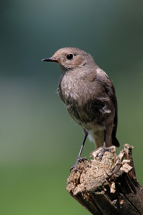 Gartenrotschwanz weiblich Bild 6