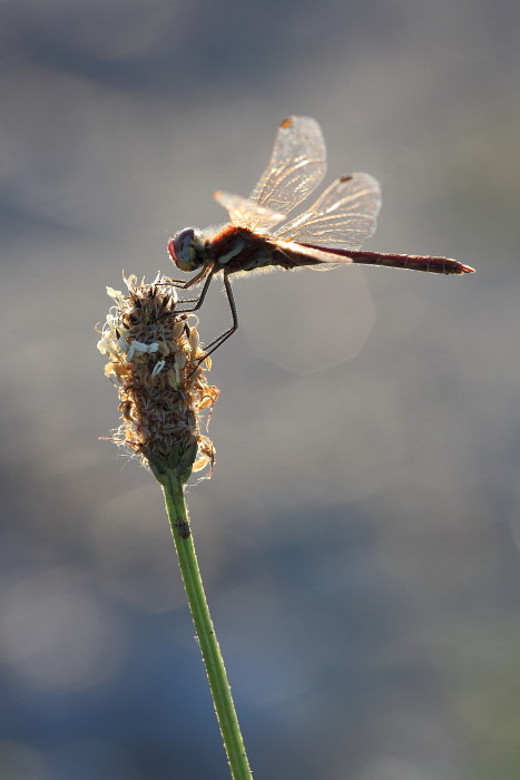 Gemeine Heidelibelle