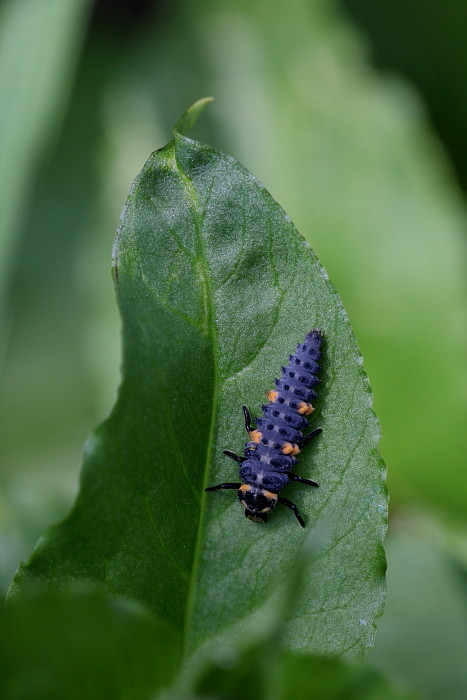 Siebenpunktmarienkäferlarve