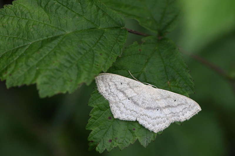 Vierpunkt-Kleinspanner