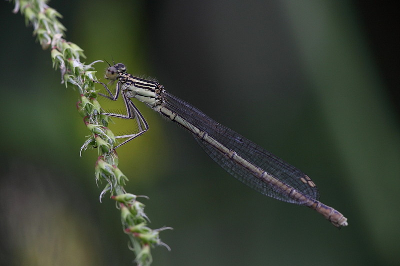 Blaue Federlibelle weiblich