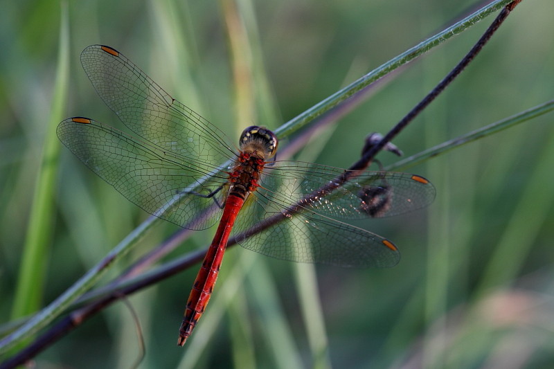 Sumpfheidelibelle männlich