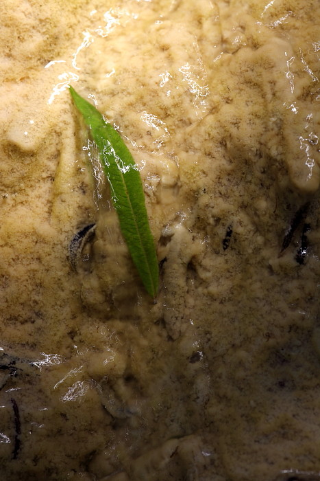 Quelltuff Lingenau Bild 26