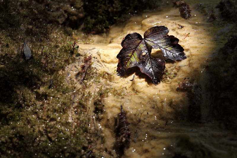 Quelltuff Lingenau Bild 27