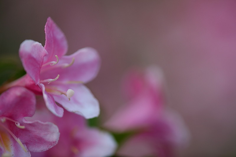 Ein Traum von Lilla Bild 1