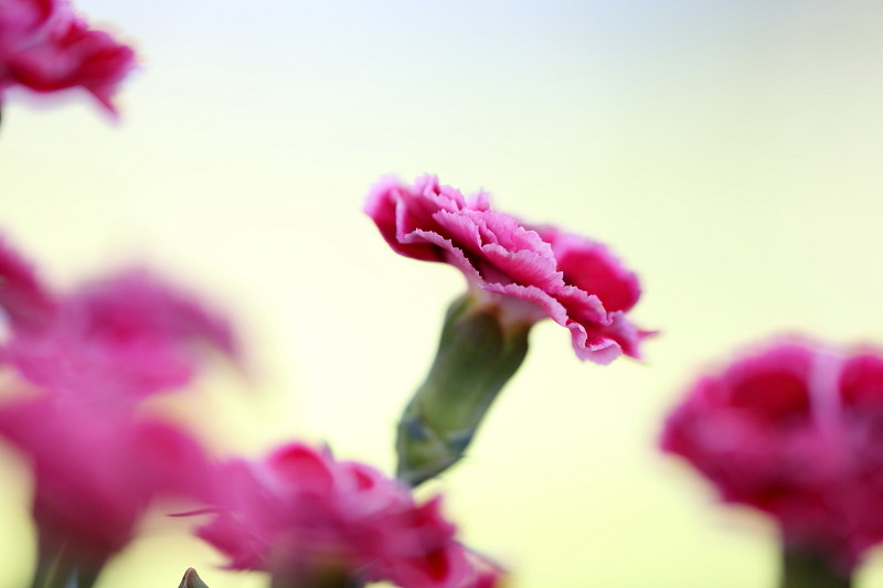 Ein Traum von Lilla Bild 4