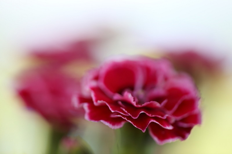 Ein Traum von Lilla Bild 5