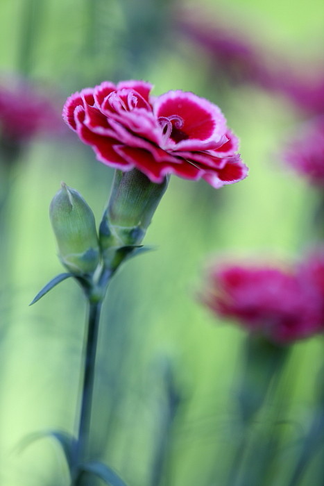 Ein Traum von Lilla Bild 6