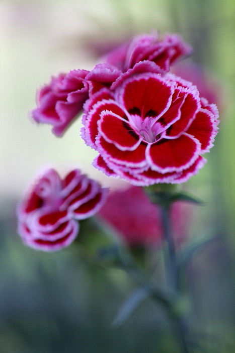 Ein Traum von Lilla Bild 7